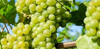 Agrárkamara: már a piacokon a friss hazai csemegeszőlő