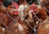 Átadták a Bábolna TETRA Kft. genetikai kutatóbázisát a Vas megyei Uraiújfaluban