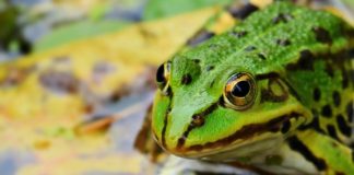 A kétéltűeket világszerte tizedelő betegség “része a Földön zajló hatodik tömeges kihalásnak”