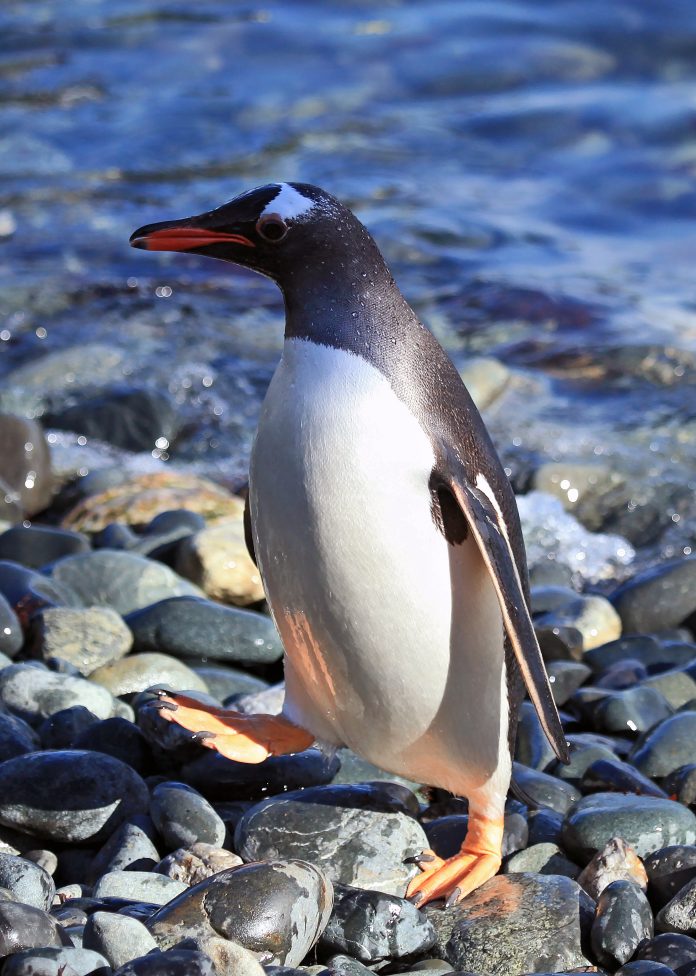 Gentoo_Penguin_at_Cooper_Bay,_South_Georgia