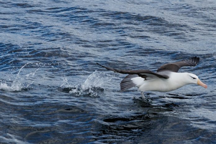 black-browed-albatros-4821019_1280