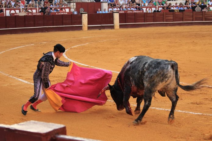 bull-fighting-3606156_1280