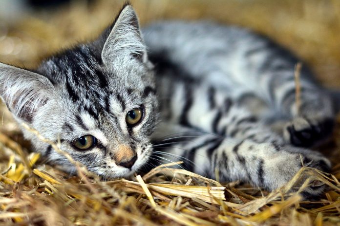 cat-3535266_1280