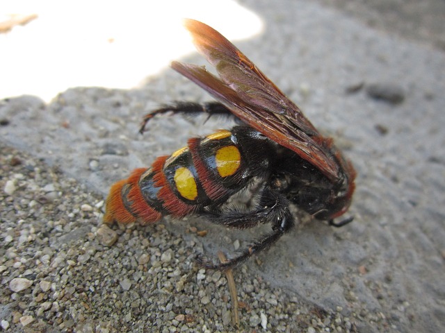 insect-3696919_640