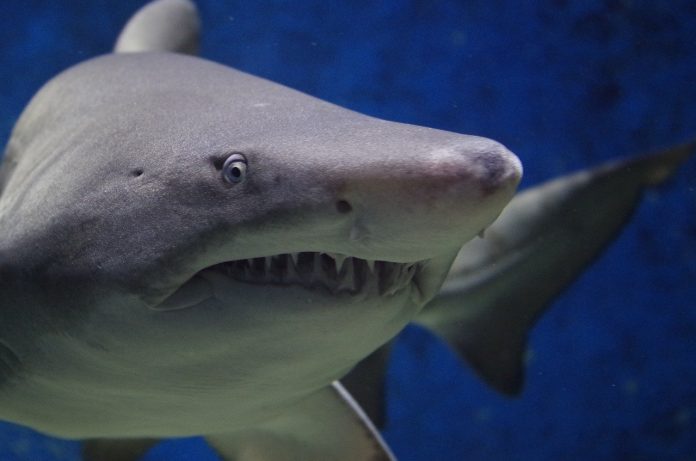 shark-674867_1280